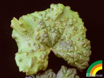 Colomerus vitis (Erinosis de la viña) - Síntomas en haz.jpg
